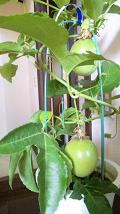 20090816-passion fruit.JPG